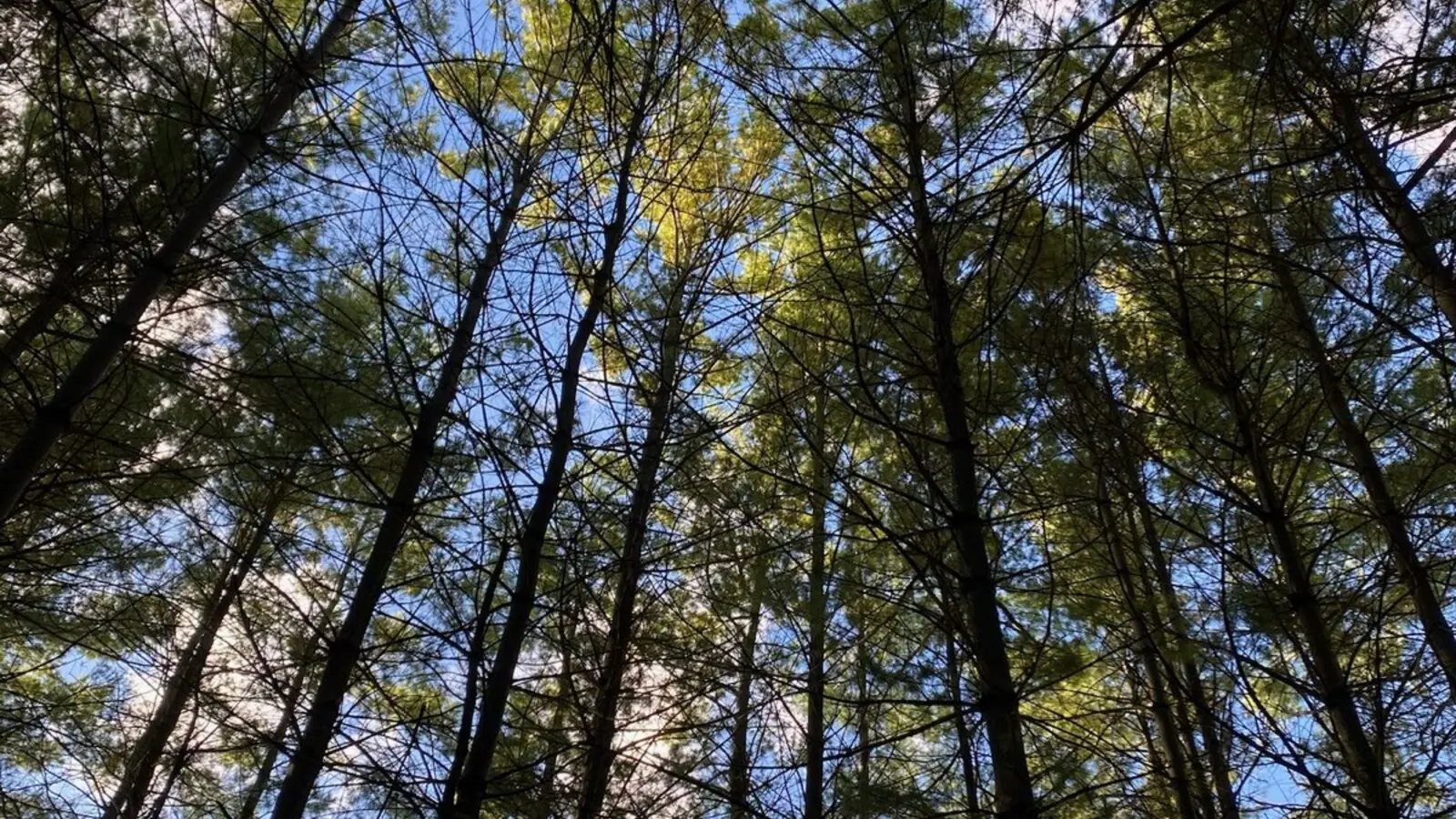 Sunlight through tall pine trunks and canopy against a blue sky