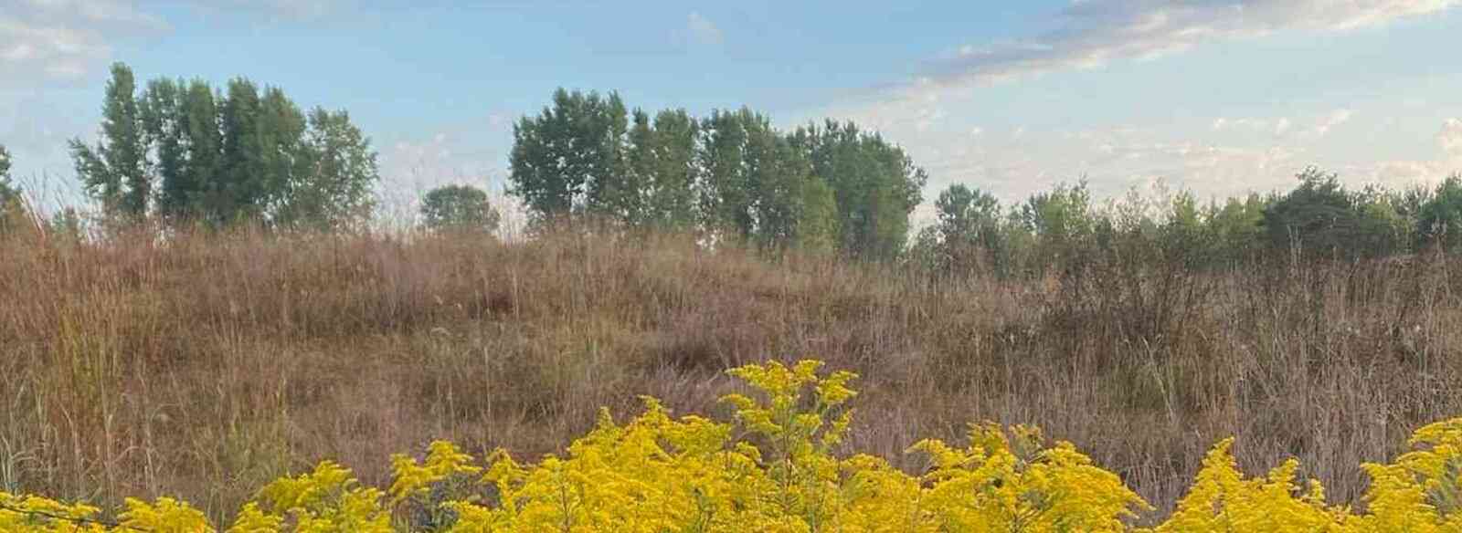 A golden meadow with goldenrod flowers under a blue sky