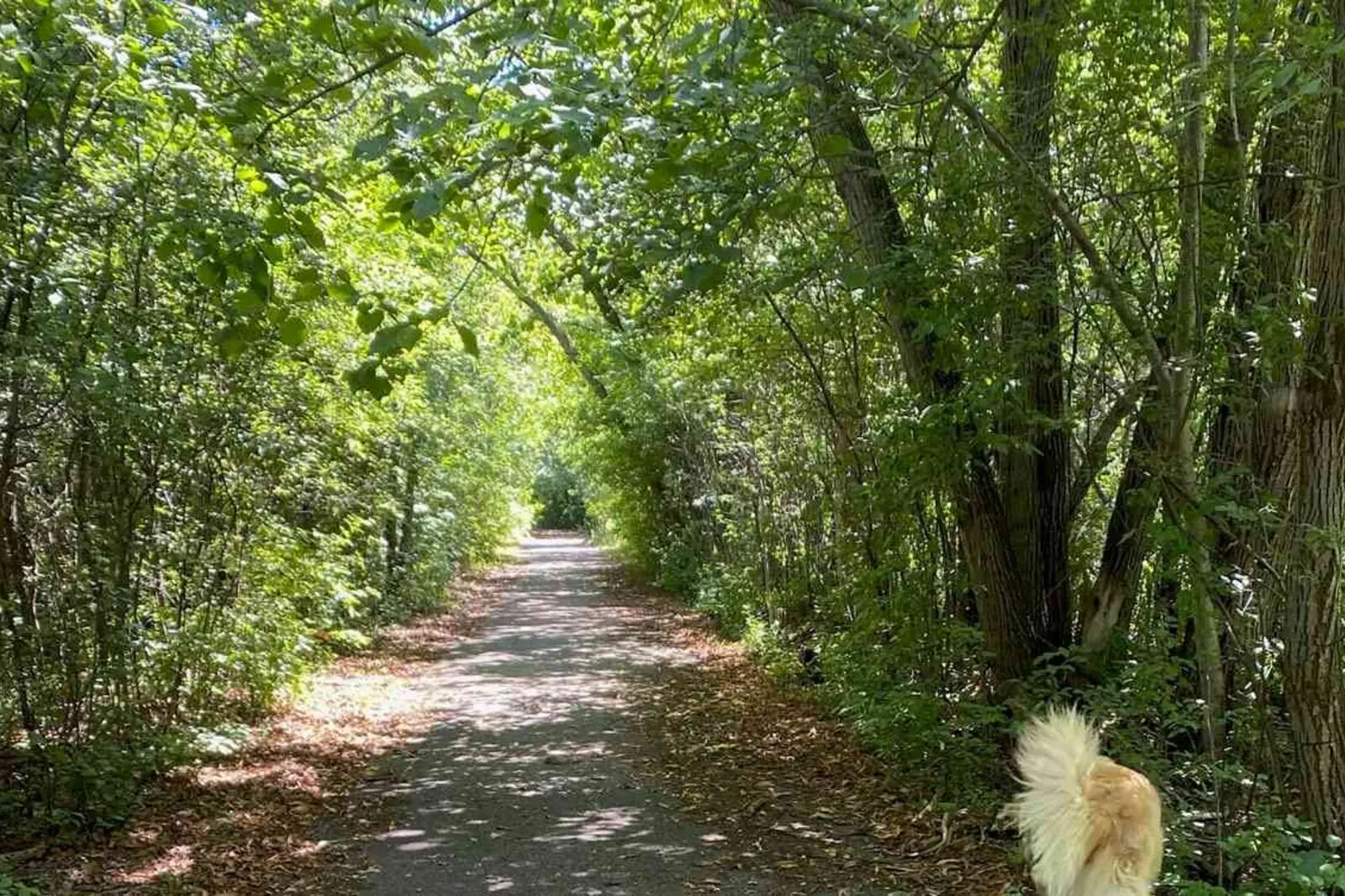A dog on a quiet, tree-lined woodland path