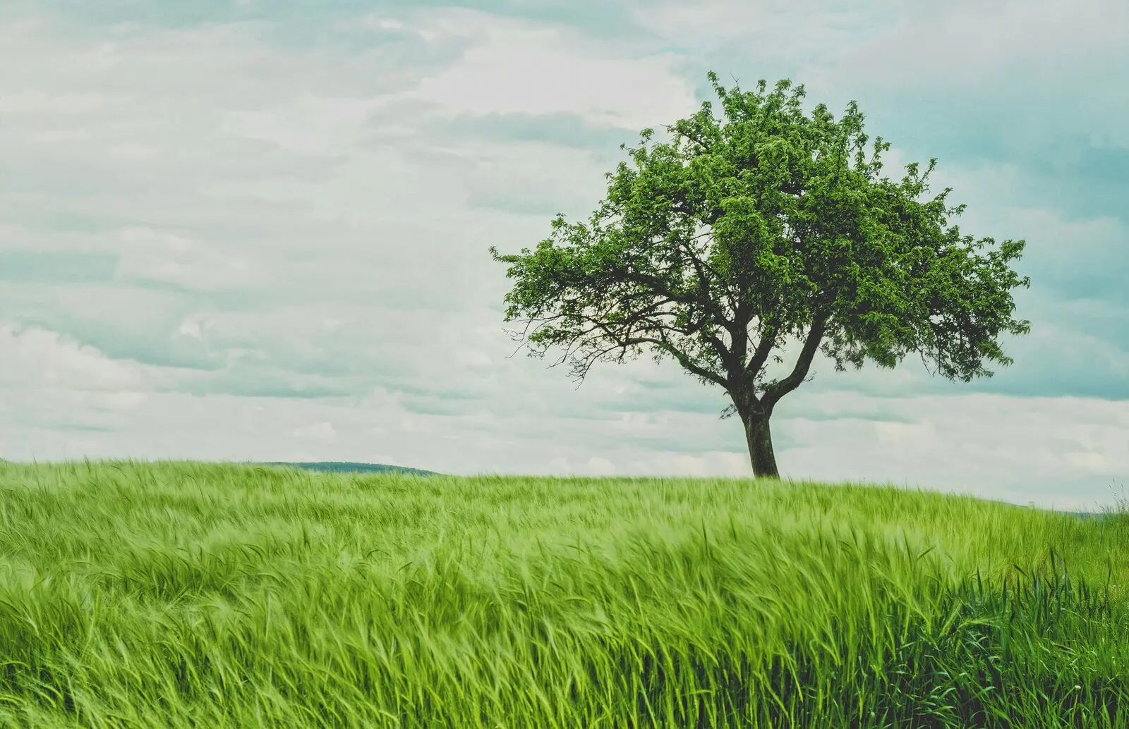 A lone tree standing in an open green field