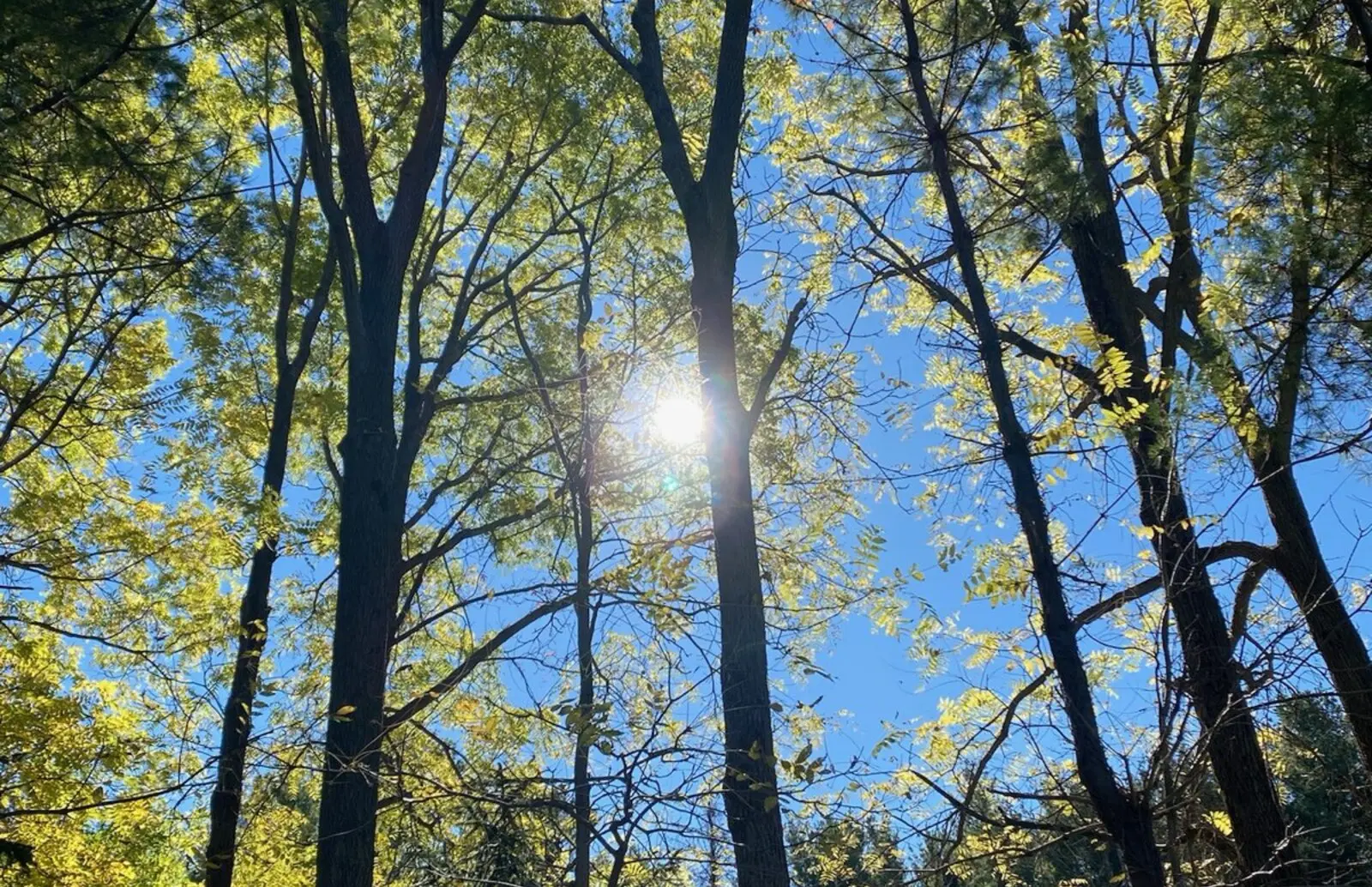 Sunlight breaking through tall trees against a blue sky