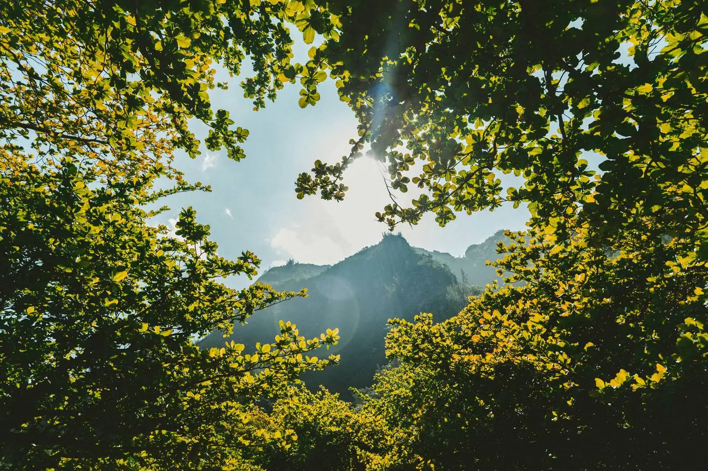 Sunlight breaking through a forest canopy with mountains beyond