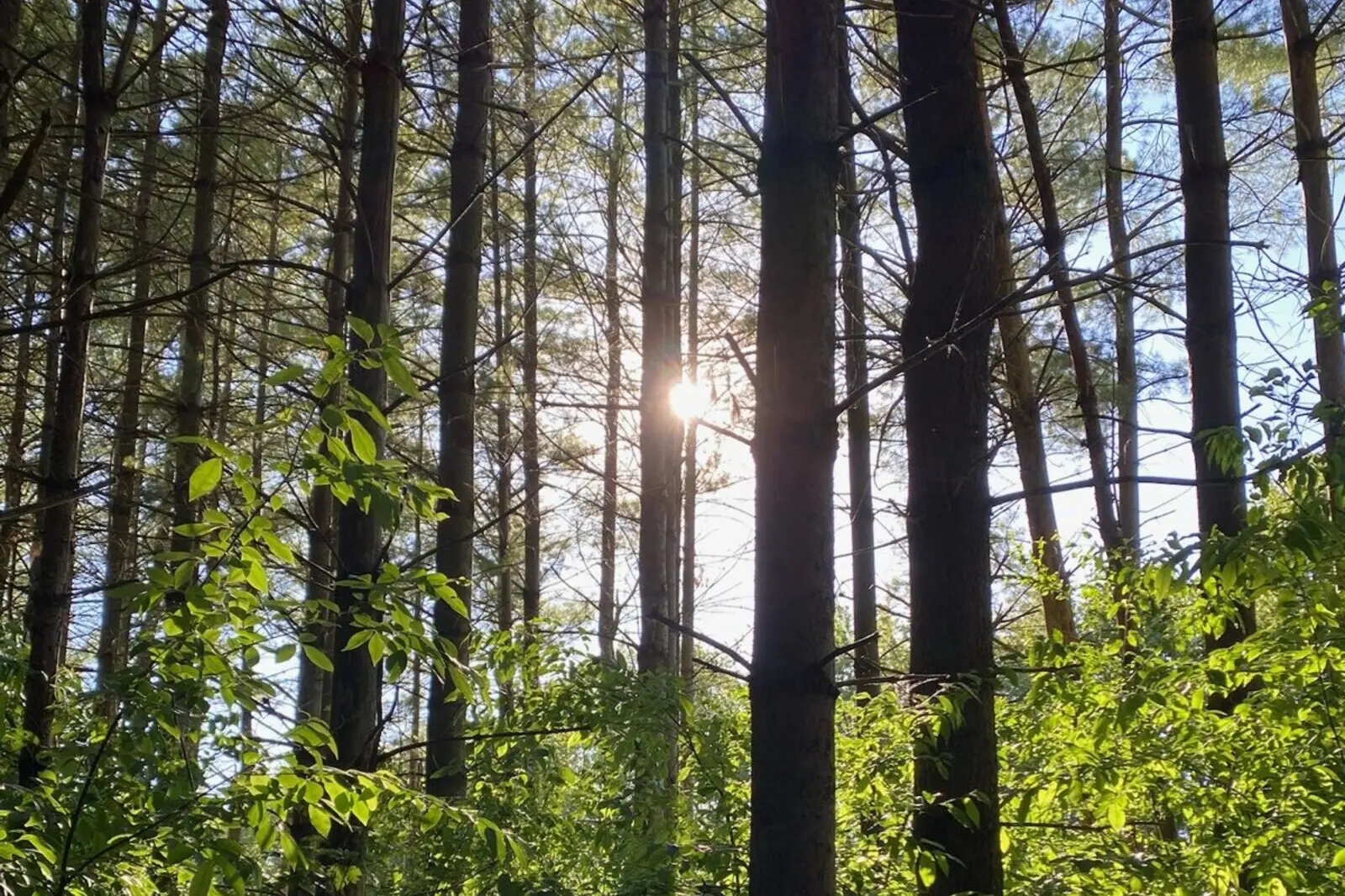 Sunlight filtering between tall trees in a green forest
